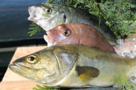 養殖方法|どんな魚が養殖されているの？ 